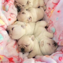 French Bulldog Puppies from Frenchie D'lite