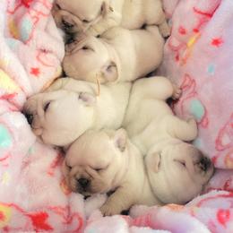 French Bulldog Puppies from Frenchie D'lite