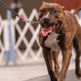 Young Bidness - American Pit Bull Terrier