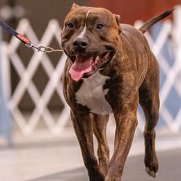 Young Bidness - American Pit Bull Terrier