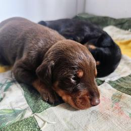 Tonka - Red and rust male Doberman Pinscher puppy in Biglerville, Pennsylvania from Saxbell Dobermans