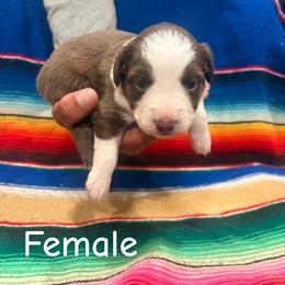 RTF-3 - Red tri female Miniature Australian Shepherd puppy in Chino Valley, Arizona from Perkins Mini/Toy Aussies
