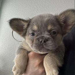 French Bulldogs from Royal Line Frenchies