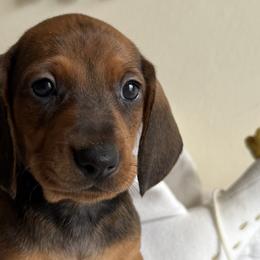 Dachshunds from Hotdawgz standard AKC dachshunds