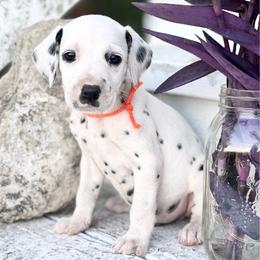 Orange - White and black male Dalmatian puppy in Westhoff, Texas from Smart Dalmatians (LUA)