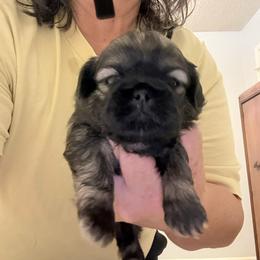 Chasity - Tricolor female Shih Tzu puppy in Boiling Springs, South Carolina from Sherry Whiteside's Shih Tzus