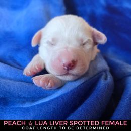 Peach (LUA Liver Spotted Longcoat) - White and liver brown female Dalmatian puppy in Salem, Missouri from Paradise Spots Dalmatians