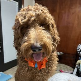 Noodle - Goldendoodle