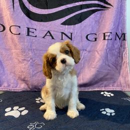 Black Russian Terrier and Cavalier King Charles Spaniel Puppies from Ocean Gem & Guardian Bears