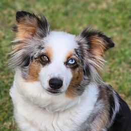 Piper - Australian Shepherd