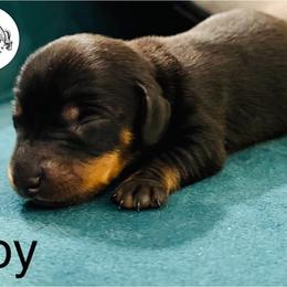 ORANGE - Black and tan male Dachshund puppy in Dalhart, Texas from 806 Mini Doxies
