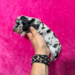 Bristol - Dapple female Dachshund puppy in Lincoln, Arkansas from Red Dirt Dachshunds