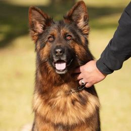 Grace - German Shepherd