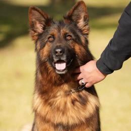 Grace - German Shepherd
