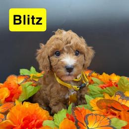 Blitz- Yellow Collar - Red  male Goldendoodle puppy in Cape Coral, Florida from Nay Nays Mini Doodles