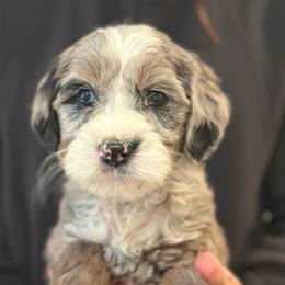 Boy 1 - male Australian Labradoodle puppy in Bend, Oregon from High Desert Labradoodles