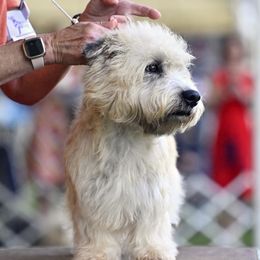 Pumpkin - Glen of Imaal Terrier