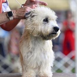 Pumpkin - Glen of Imaal Terrier