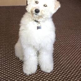Bernedoodle, Goldendoodle, and Labradoodle Puppies from Apple Creek Doodles