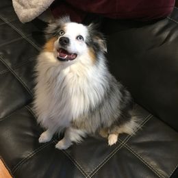 Ranger - Miniature Australian Shepherd