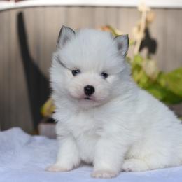 River - White male Pomsky puppy in Coos Bay, Oregon from Ocean View Pomskies