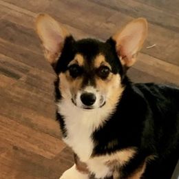 Margo - Pembroke Welsh Corgi
