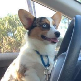 Pembroke Welsh Corgi Puppies from All About Corgis -LITTER OF 6 BORN JUNE 17