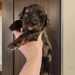 Frank SINATRA - Merle female Bernedoodle puppy in Pollock Pines, California from Ten Acre Wood Doodles
