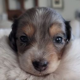 Dachshunds from Desert Wind Dachshunds