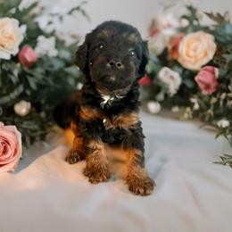 Bear - Black and tan male Cavapoo puppy in Myrtle Beach, South Carolina from Colorful-K9'S
