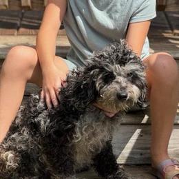 Tay Tay - Goldendoodle