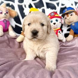 Zuma - Light golden female Golden Retriever puppy in Oregon from Bliss Retrievers
