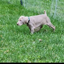 Green girl - Gray Weimaraner puppy in London, Ohio from Waystar Weimaraners