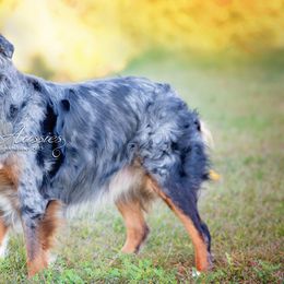 Trixie - Australian Shepherd
