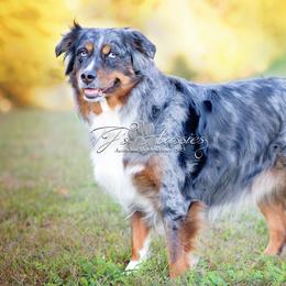 Trixie - Australian Shepherd