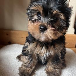 Yorkshire Terrier Puppies from Bohemian Beauty Yorkshire Terrier