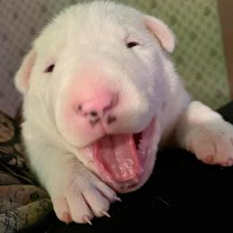 Bull Terrier Puppies from Lynn Hill Bull Terriers