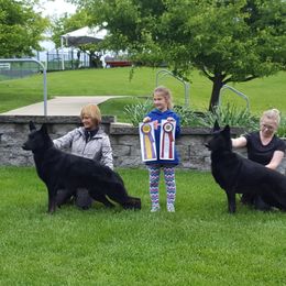 German Shepherds from Lauguin Farms