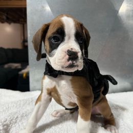 Ash - Fawn male Boxer puppy in Jamesville, New York from Reynolds Homestead Boxers