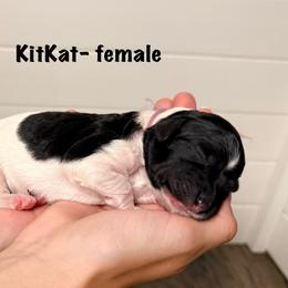 KitKat - Phantom female Goldendoodle puppy in Milford, Pennsylvania from Doodles Are Golden