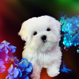 Belle's Baby Boy - White male Maltese puppy in Arab, Alabama from Always Maltese