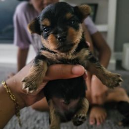 Lynx - Black and tan male Yorkshire Terrier puppy in North Chesterfield, Virginia from YorkieLover