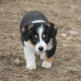 Mochi - Black male Companion Cross puppy in Fairview, South Dakota from Dakota Toy Aussies