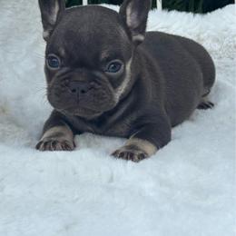 Cody - Black and tan male French Bulldog puppy in Ronks, Pennsylvania from Bleu Rock French Bulldogs