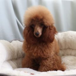 Zily - Poodle