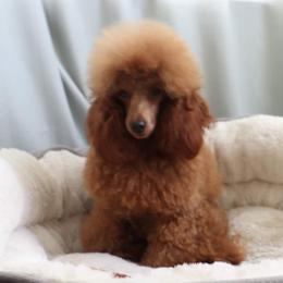 Zily - Poodle