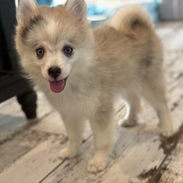 Gamora - Merle female Pomsky puppy in Gunter, Texas from The Painted Pomsky