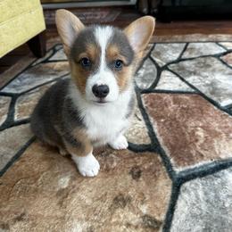 Starla AKC registered - Blue female Pembroke Welsh Corgi puppy in Montgomery County, Tennessee from Anita’s little Corgi Haven