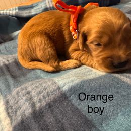 Orange boy - Dark golden male Golden Retriever puppy in Buchanan, Georgia from Morgan’s Heart of Gold Retrievers
