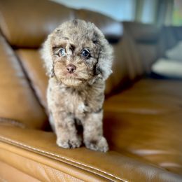 George - Merle male Cockapoo puppy in Danielsville, Georgia from Meg's Doodles and Poodles